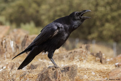 Grand Corbeau, Corvus corax