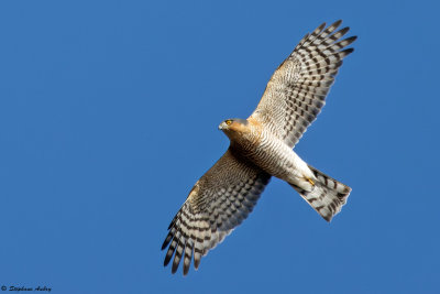 Epervier d'Europe, Accipiter nisus