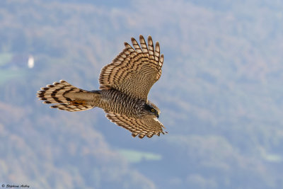 Epervier d'Europe, Accipiter nisus