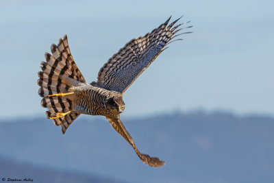 Epervier d'Europe, Accipiter nisus