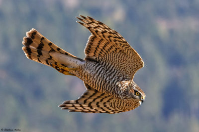 Epervier d'Europe, Accipiter nisus