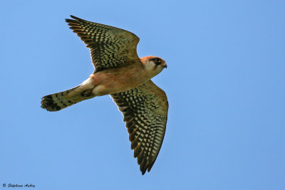 Faucon kobez, Falco vespertinus