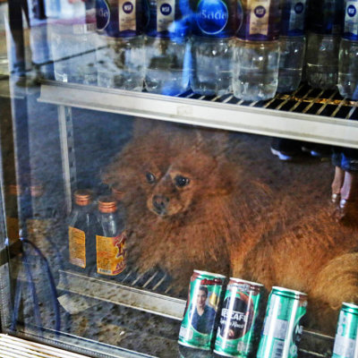 Dog in the Fridge