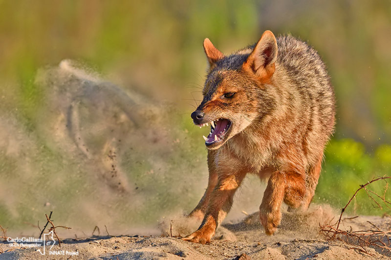 Sciacallo dorato -Golden jackal (Canis aureus)