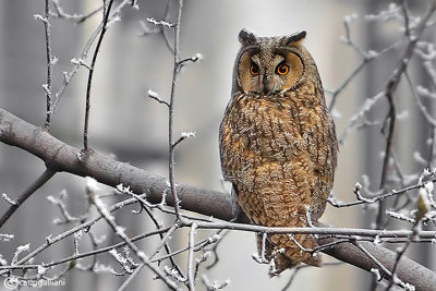 Gufo comune-Long-eared Owl  (Asio otus)