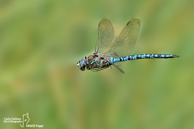 Aeshna caerulea male