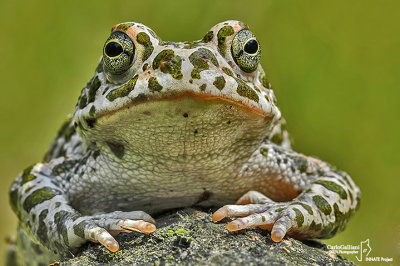 Rospo smeraldino-Green Toad (Bufo viridis)