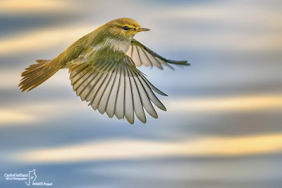 Lu piccolo-Common Chiffchaff (Phylloscopus collybita)