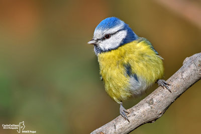 Cinciarella-Blue Tit(Cyanistes caeruleus)