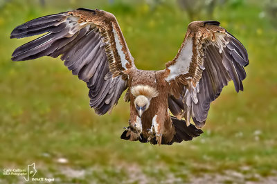 Griffon Vulture