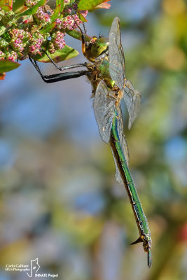 Somatochlora metallica