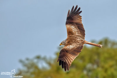 Nibbio reale-Red Kite (Milvus milvus)