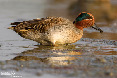 Alzavola-Eurasian Teal (Anas crecca)