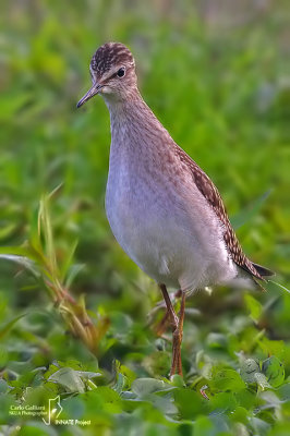 Piro piro boschereccio-Wood Sandpiper (Tringa glareola)