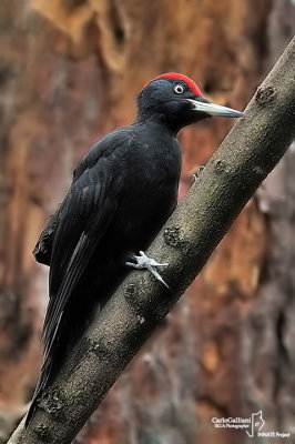 Picchio nero -Black Woodpecker (Dryocopus martius)