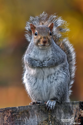 Grey squirrel - Sciurus carolinensis