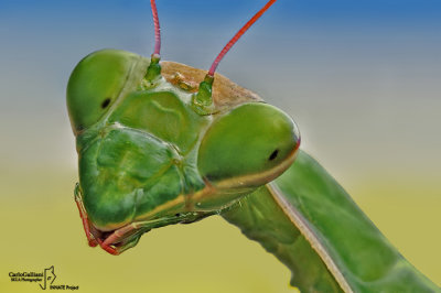 Mantis religiosa