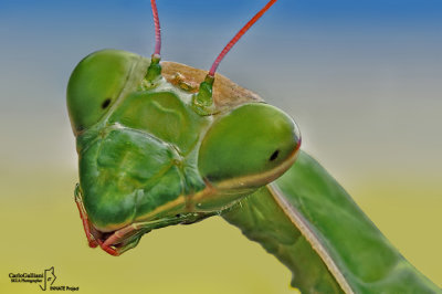 Mantis religiosa