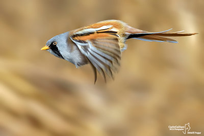 Basettino -Bearded Tit (Panurus biarmicus)