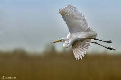 Airone bianco maggiore-Great Egret (Ardea alba)