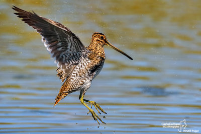 Beccaccino-Common Snipe (Gallinago gallinago)