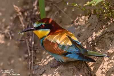 Gruccione-European Bee-eater (Merops apiaster)