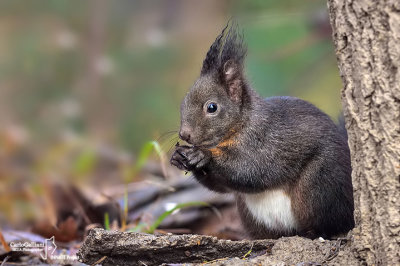 Scoiattolo rosso - Red squirrel - (Sciurus vulgaris)