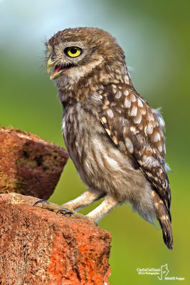 Civetta-Little Owl (Athene noctua)