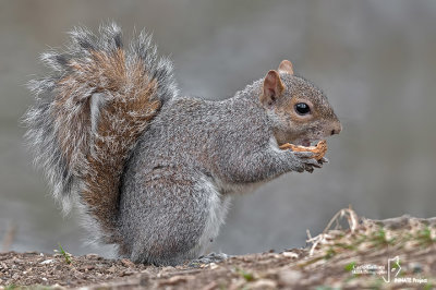 Grey squirrel - Sciurus carolinensis