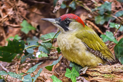 Picchio verde-Green Woodpecker (Picus viridis)