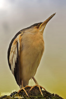 Tarabusino-Little Bittern (Ixobrychus minutus)