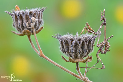 Empusa pennata