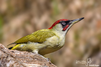 Picchio verde-Green Woodpecker (Picus viridis)