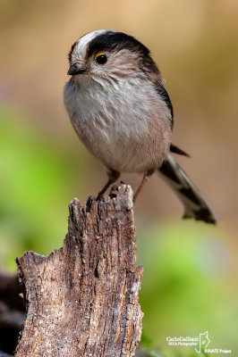 Codibugnolo- Long-tailed Tit(Aegithalos caudatus)