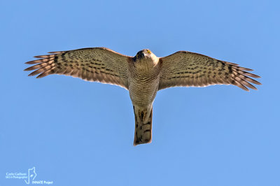 Sparviere- Eurasian Sparrowhawk (Accipiter nisus