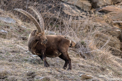 Stambecco-Alpine Ibex (Capra ibex)