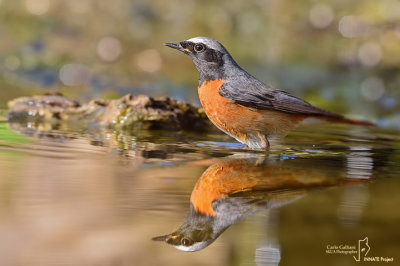 Codirosso - Common Redstart (Phoenicurus phoenicurus)