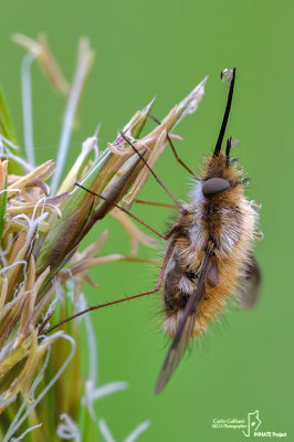 Bombyllus sp.