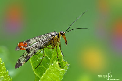 Mosca scorpione - Scorpion flies (Panorpa sp )