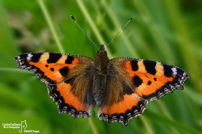 Aglais urticae