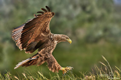 Aquila di mare-White-tailed Eagle (Haliaeetus albicilla)