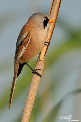 Basettino -Bearded Tit (Panurus biarmicus)