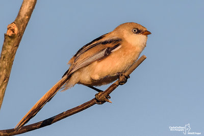 Basettino - Bearded reedling (Panurus biarmicus)