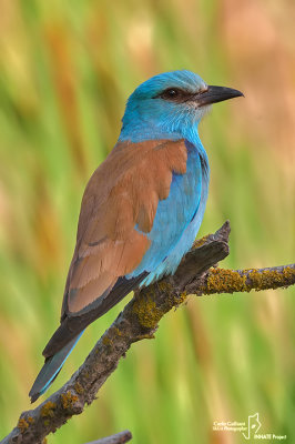 Ghiandaia marina-European Roller (Coracias garrulus)