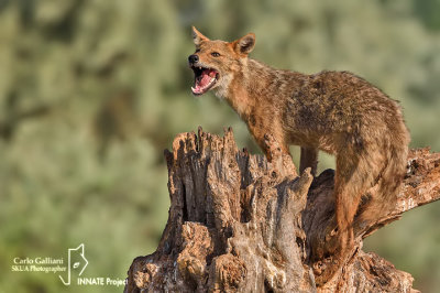 Sciacallo dorato -Golden jackal (Canis aureus)