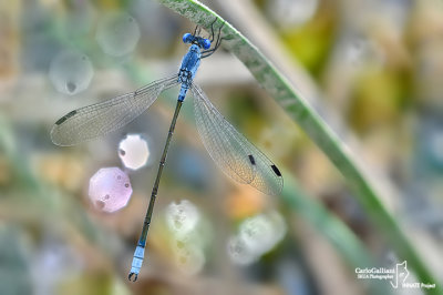 Lestes macrostigma