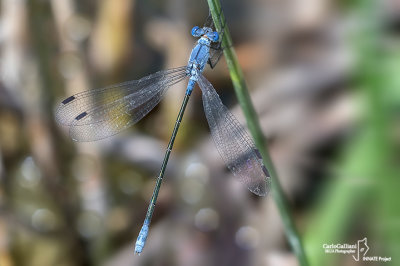 Lestes macrostigma