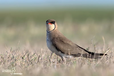 Pernice di mare-Collared Pratincole (Glareola pratincola)