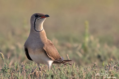 Pernice di mare-Collared Pratincole (Glareola pratincola)