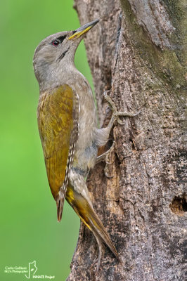 Picchio cenerino Grey-headed Woodpecker(Picus canus)